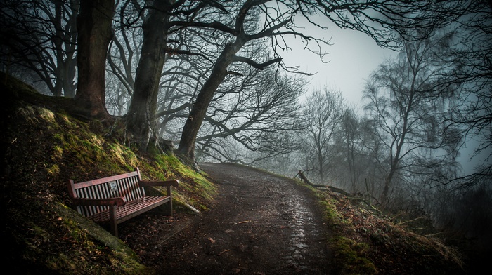 Wooden bench on a path in a misty forest