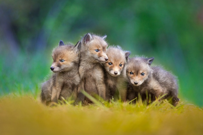 animals, fox, baby animals