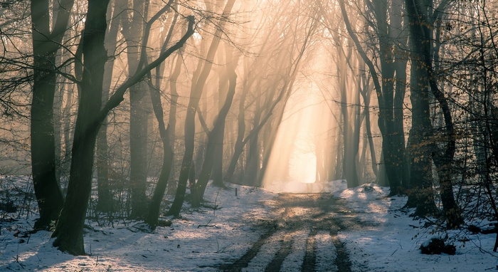 Sunlight beams through a snowy forest path