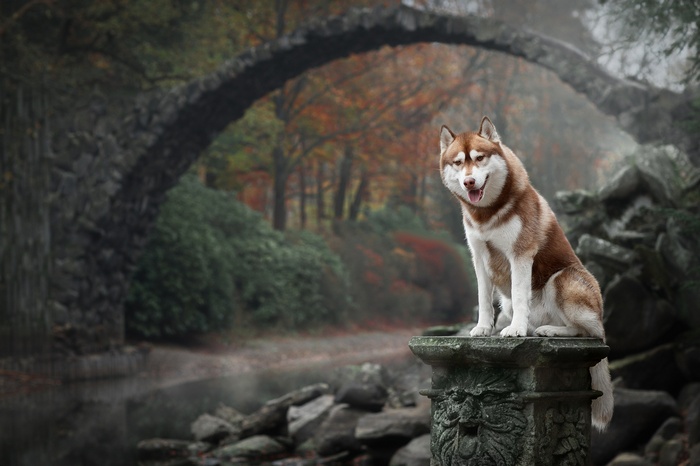 Husky dog sitting on a stone pedestal near a bridge