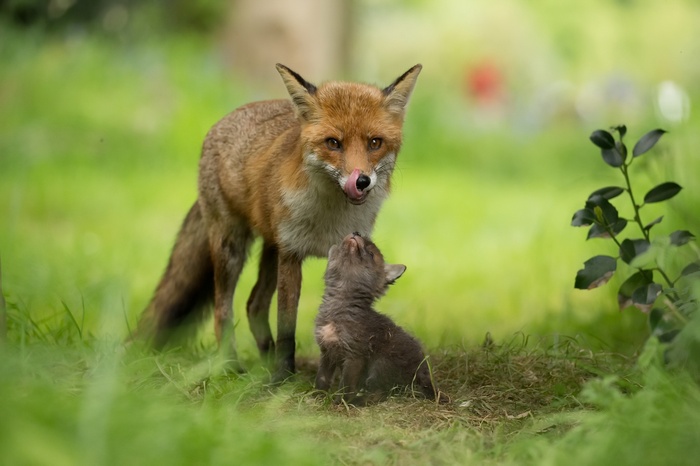 Mother fox licking her baby fox in grass