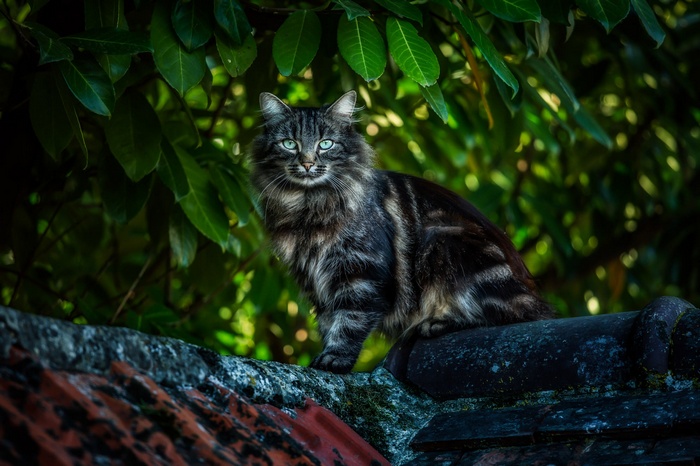 A fluffy cat sits on a rooftop surrounded by leaves