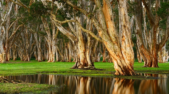 Swamp forest with reflections in water