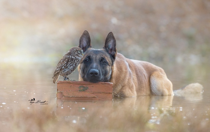 Dog and owl resting on a brick in water