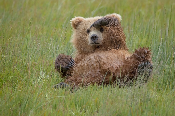 A brown bear lies in tall green grass