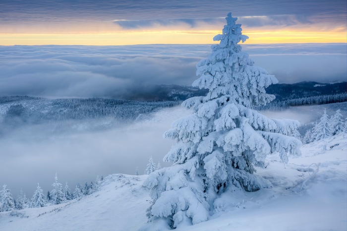 Snow-covered trees in a winter landscape above clouds