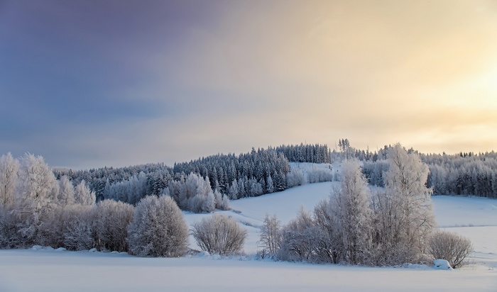 Snow-covered landscape with frosted trees and forest