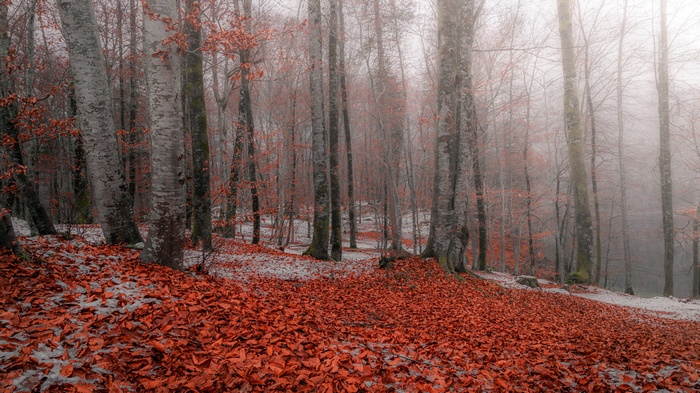 Autumn forest with fallen leaves and fog