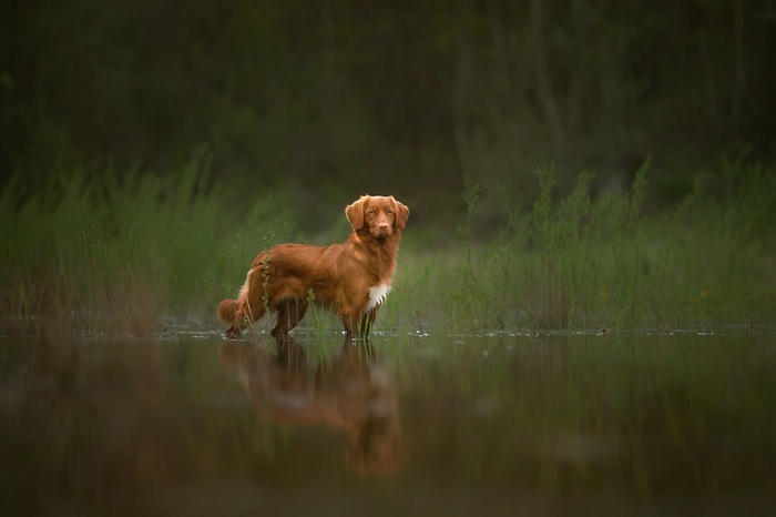 A brown dog stands in shallow water with green reeds behind it.