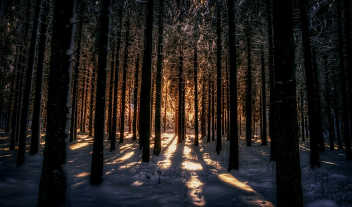 Sunlight filtering through snow-covered trees in a dark forest