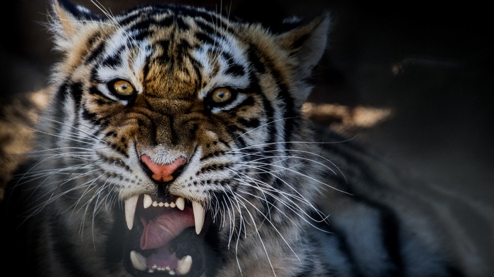 Tiger with bared teeth and yellow eyes