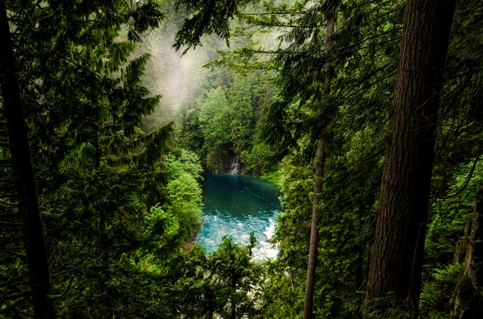 Misty forest lake surrounded by pine trees