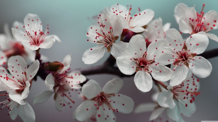Close-up of white cherry blossoms with red stamens