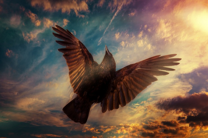 A crow flies through a dramatic sunset sky