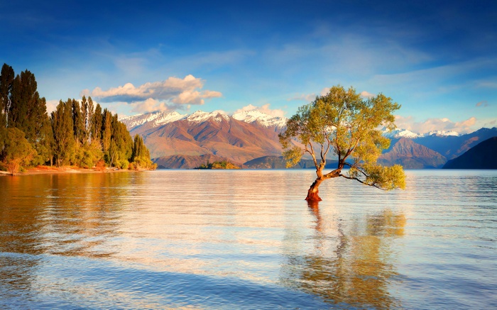 Lone tree in Lake Wanaka with snow-capped mountains