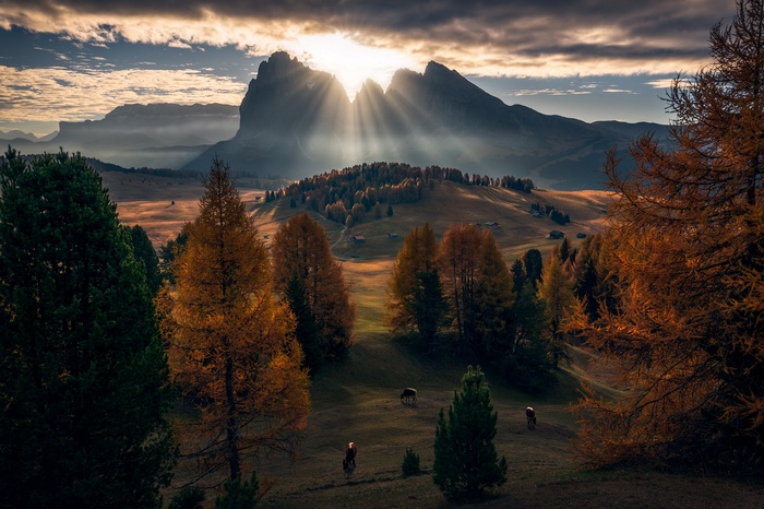 Autumn in the Dolomites with grazing cows