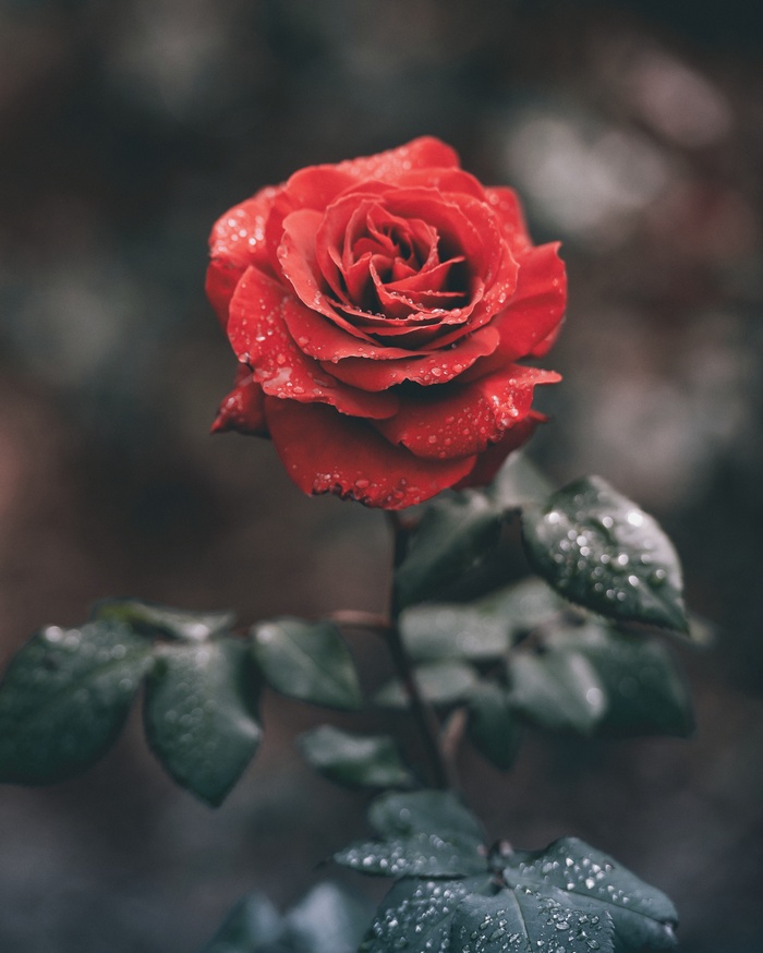 Red rose with water drops on petals and leaves