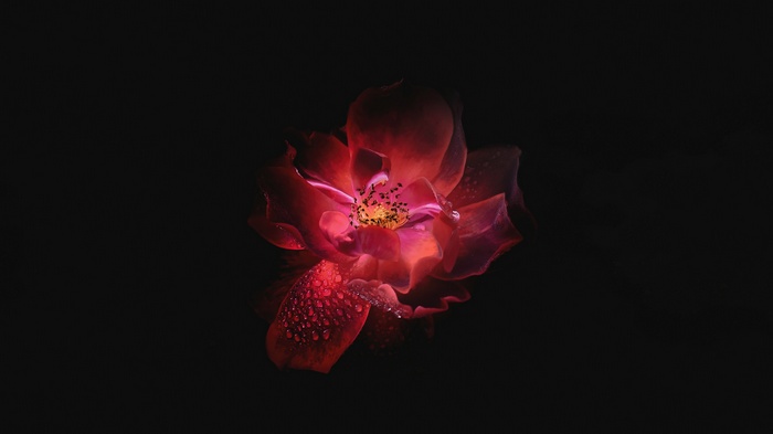 Red rose with water droplets on black background