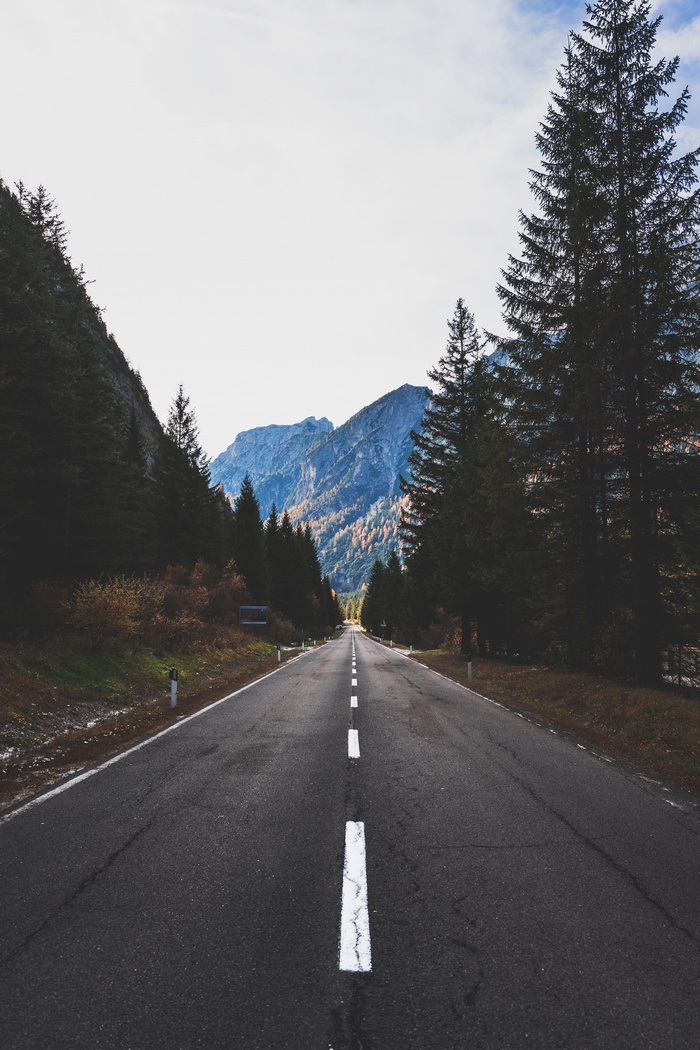Road through mountains and pine forest