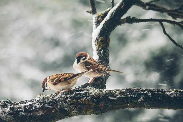 Two sparrows perched on a snow-covered branch during snowfall