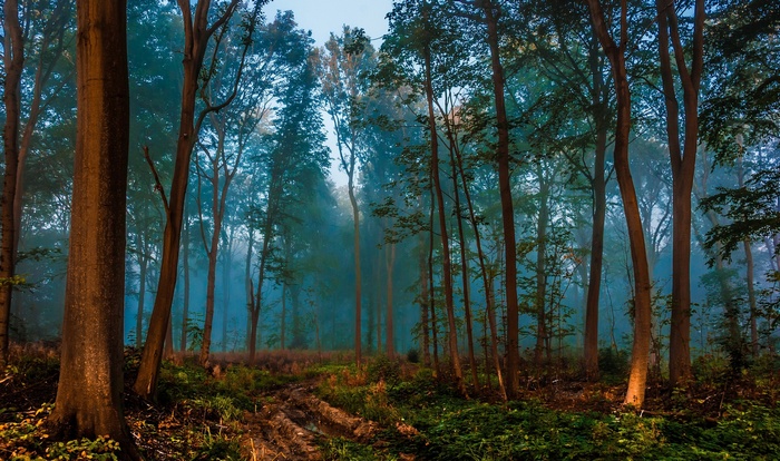 Misty forest with tall trees and a path