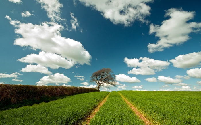 Lone tree in a green field under a blue sky