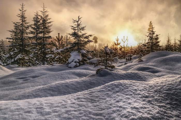 Snowy forest with sunlit clouds