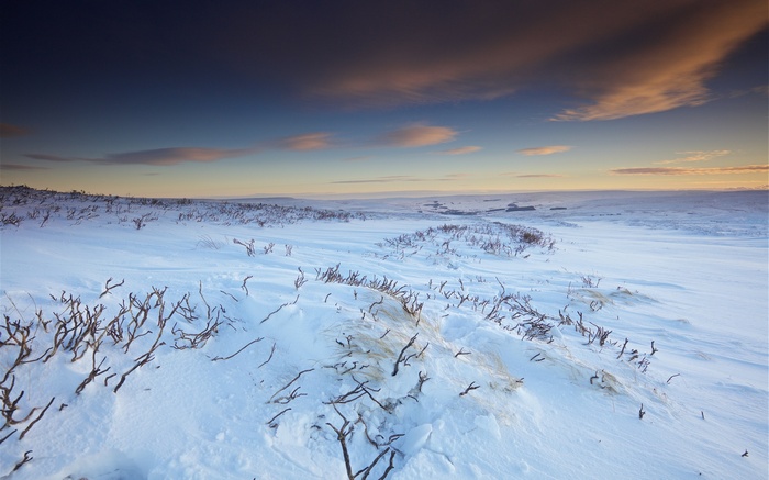 Snowy landscape with bare branches and clouds at sunset