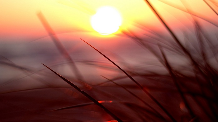 Sunset over grass with sun flares
