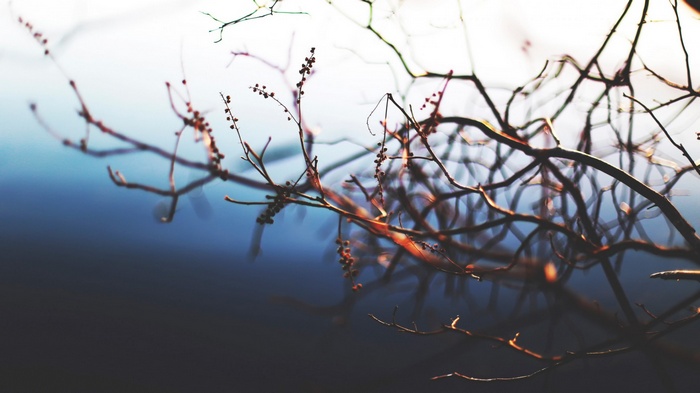Close-up of bare tree branches with small buds