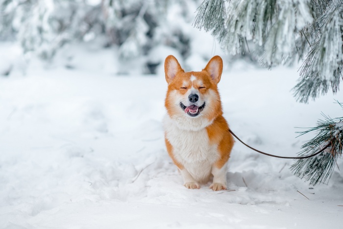 Happy Corgi dog sitting in the snow