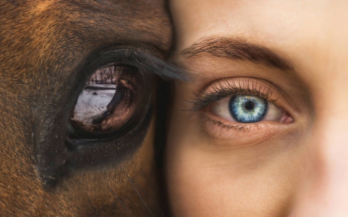 Close-up of a woman's blue eye and a horse's eye