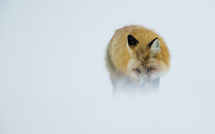 Red fox in the snow