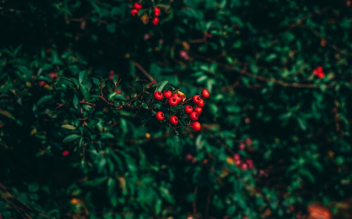 Red berries on a branch with green leaves