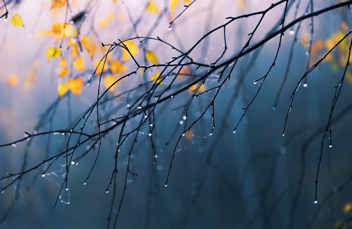 branch, water drops, rain, nature