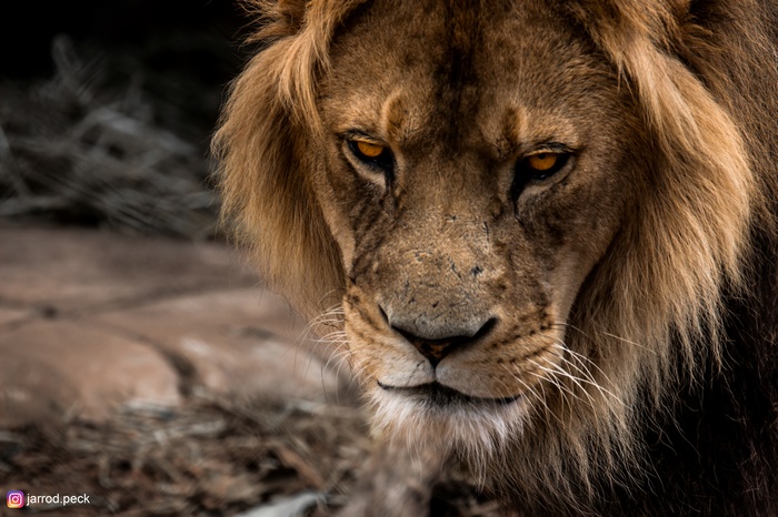 Close-up of a male lion's face