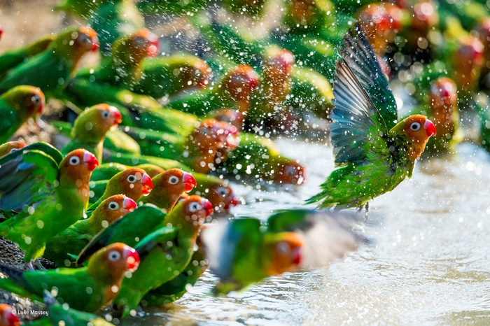 Lovebirds splashing water in shallow water