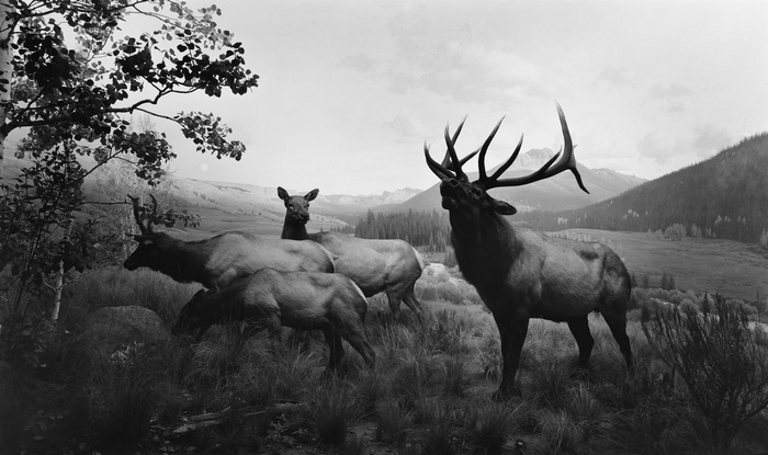 Elk herd in a mountainous landscape by Hiroshi Sugimoto