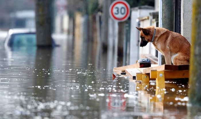Dog sits on a wooden platform during a flood in France
