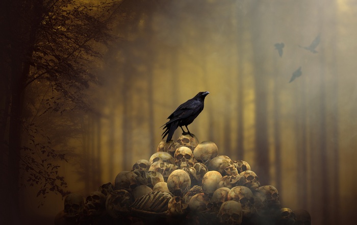 Raven perched on a pile of skulls in a foggy forest