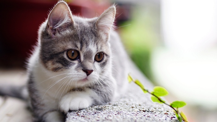 A tabby kitten with brown eyes rests on a textured surface.