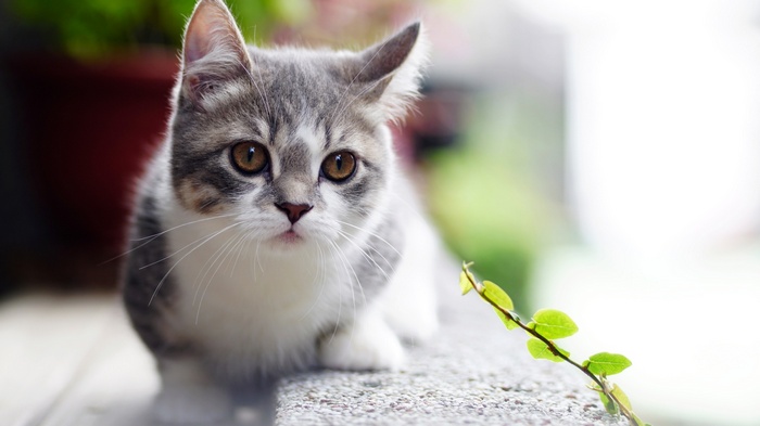 A cute tabby kitten sitting on a ledge