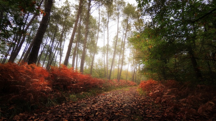 Autumn forest path with red ferns and fallen leaves