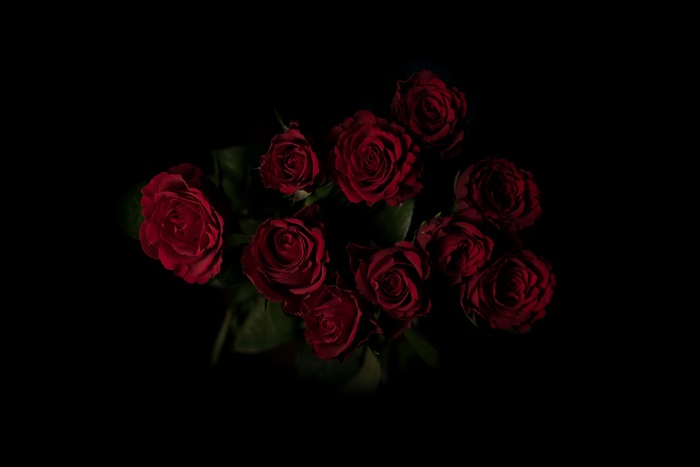A bouquet of deep red roses against a black background