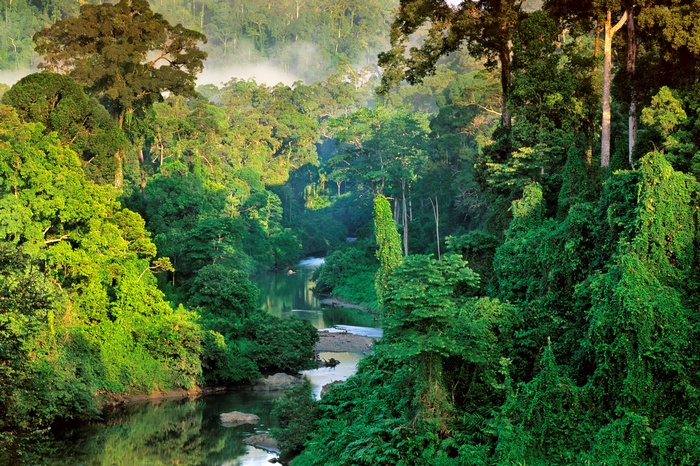 Tropical rainforest river with mist in Borneo, Malaysia