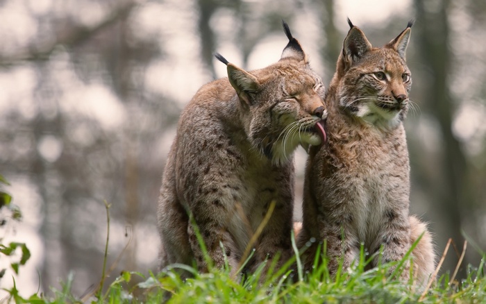 Two lynx grooming each other in a grassy field