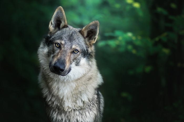 Wolf in a dark forest