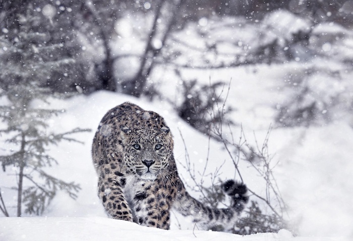 Snow leopard walking in a snowy forest