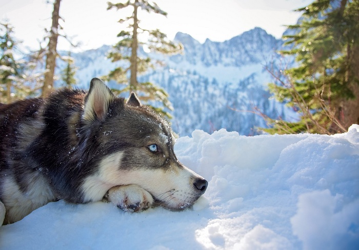 Siberian Husky resting in the snow with mountains