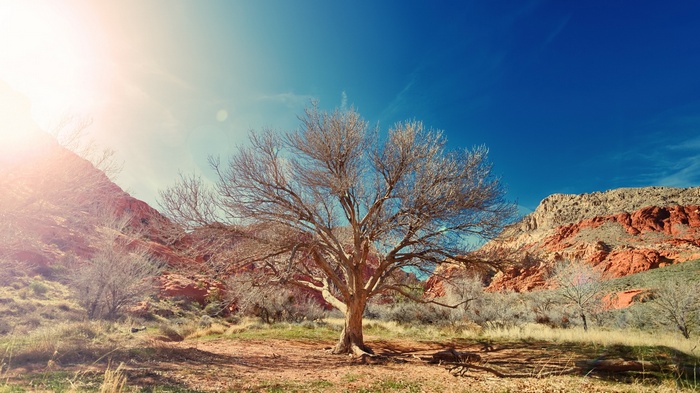 Bare tree in a desert landscape with mountains